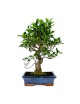 Ficus Retusa Bonsai 16 años