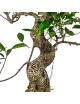 Ficus Retusa Bonsai 16 años