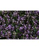Plancha Jardín Vertical Vinca 100x100cm CATRAL
