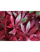 Plancha Jardín Vertical Arce 25x25cm 4 unidades CATRAL