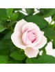 Rosal Mini rosa claro 