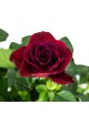 Rosal Mini rojo