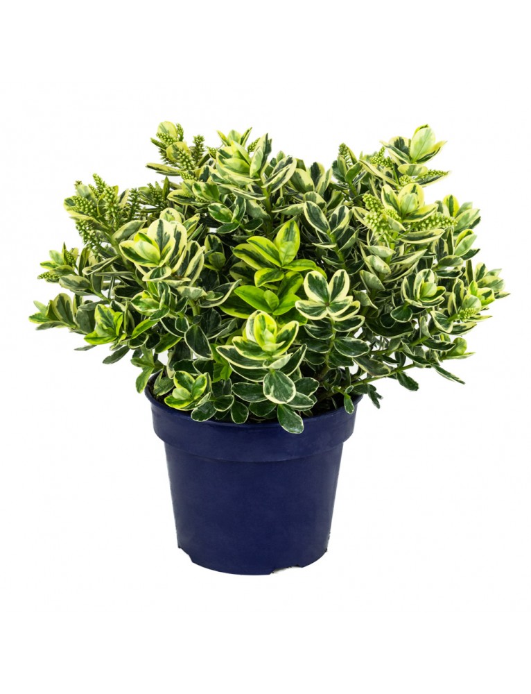Hebes