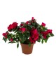 Azalea variada grande