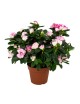 Azalea variada grande