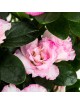 Azalea variada grande