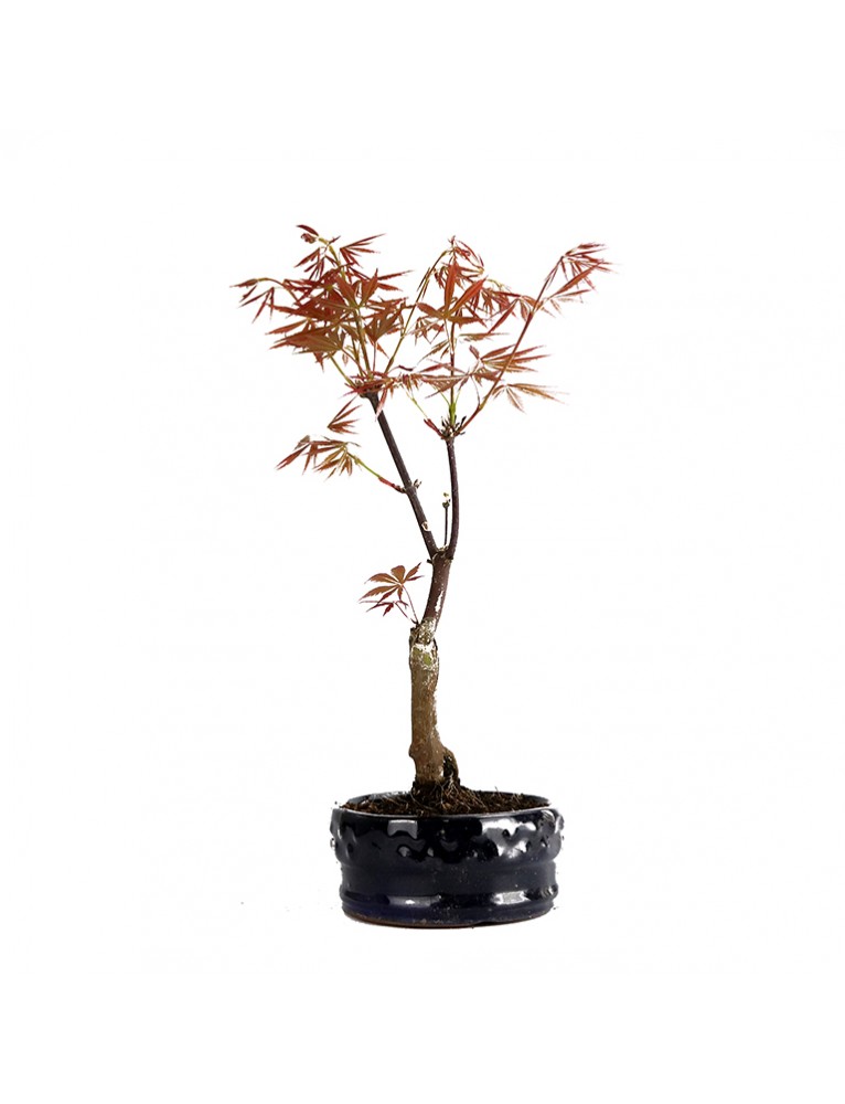Acer Palmatum