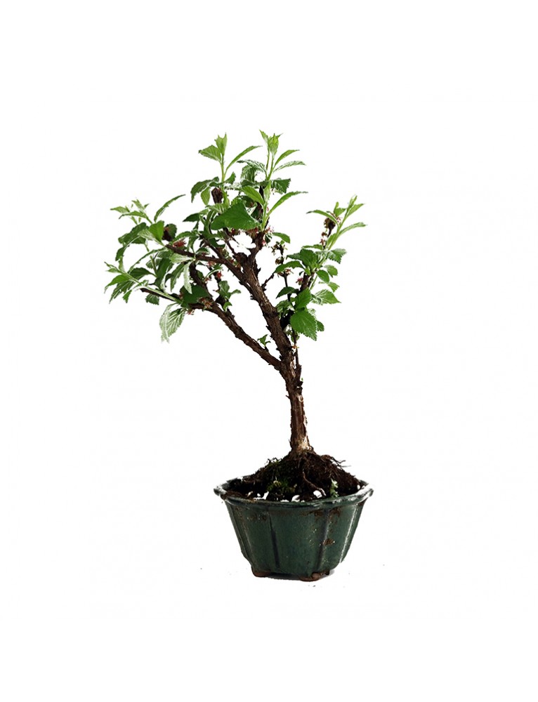 Cerezo Bonsai