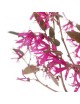 Loropetalum Bonsai