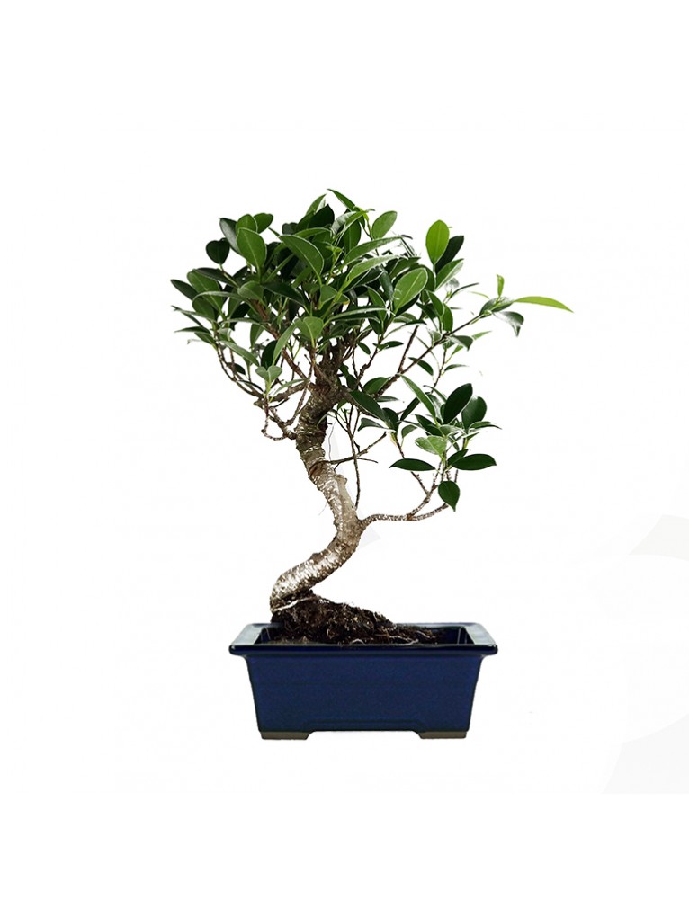 Ficus Bonsai