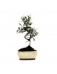 Olivo Bonsai