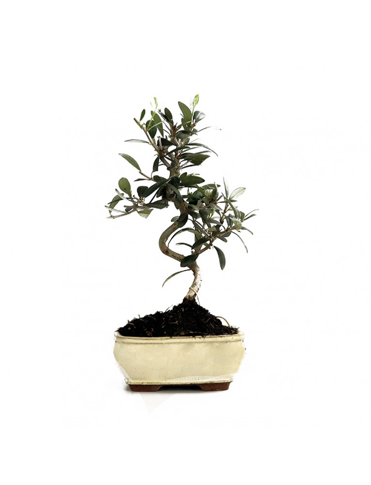 Olivo Bonsai