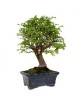 Olmo Chino Bonsai
