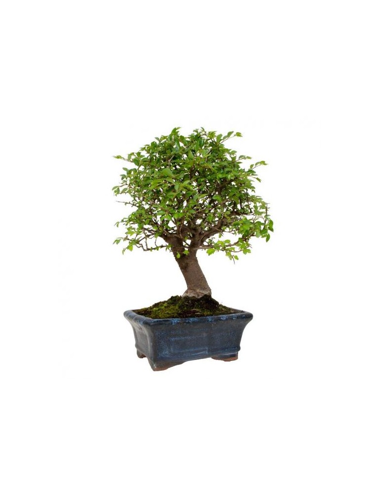 Olmo Chino Bonsai