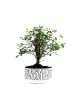 Sageretia Bonsai