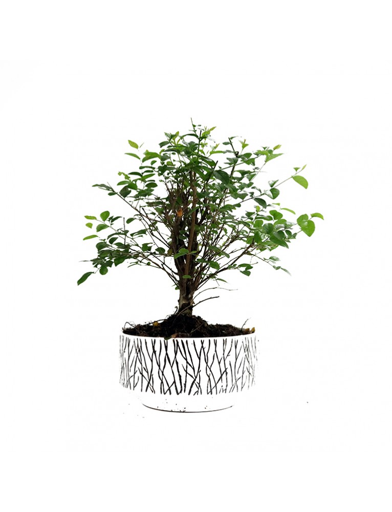 Sageretia Bonsai