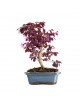 Loropetalum Bonsai