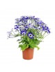 Cineraria