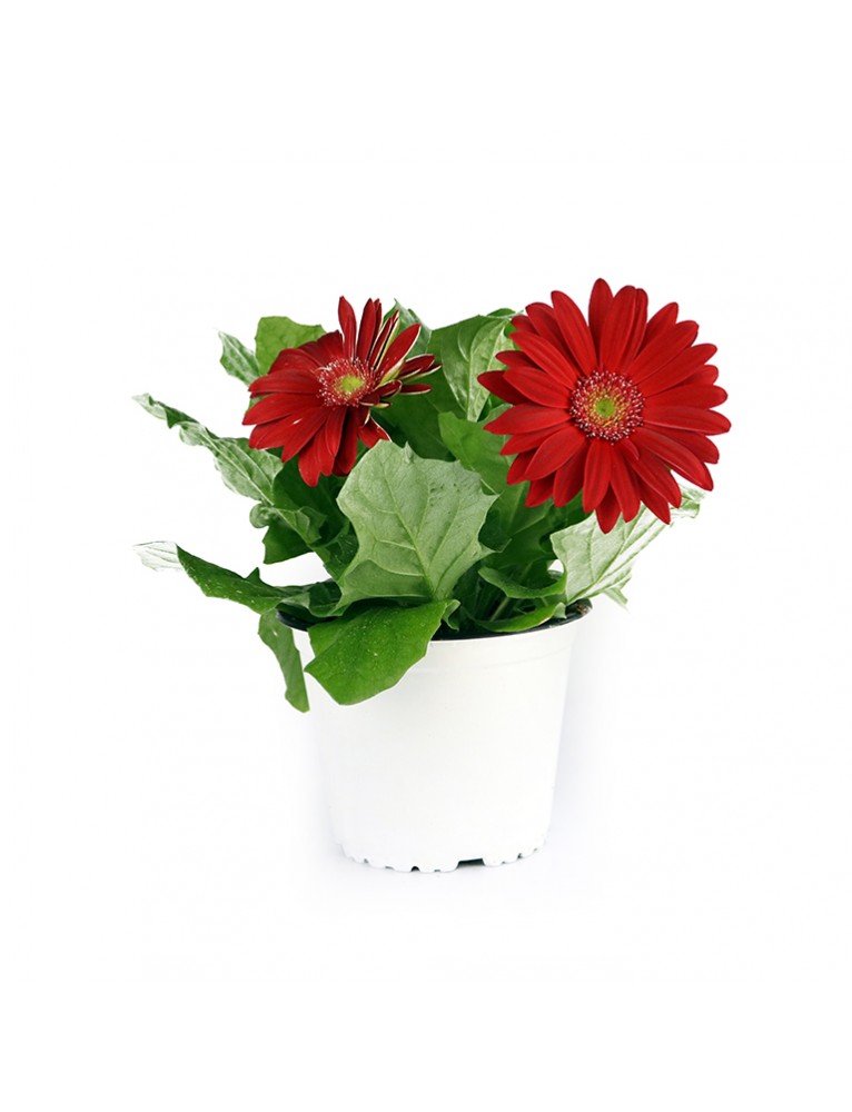 Gerbera