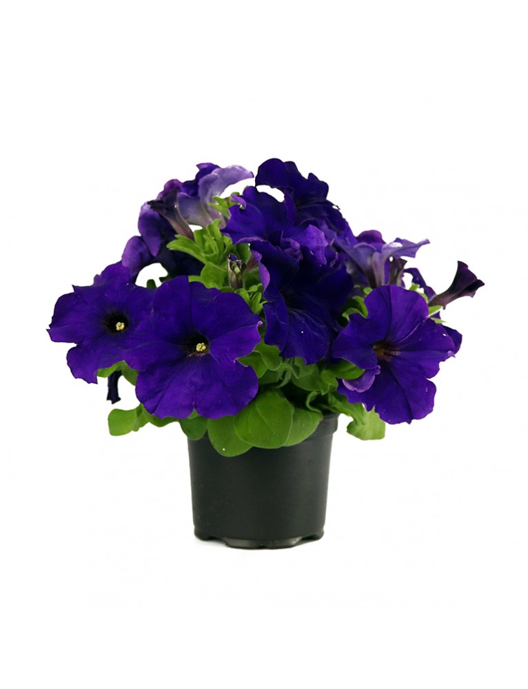 Petunia