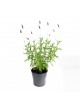 Lavanda M-20