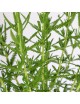 Lavanda M-20