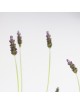 Lavanda M-20