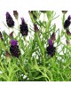 Lavanda M-12