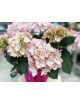 Hortensia M-20