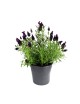 Lavanda M-12