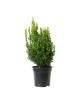 Buxus