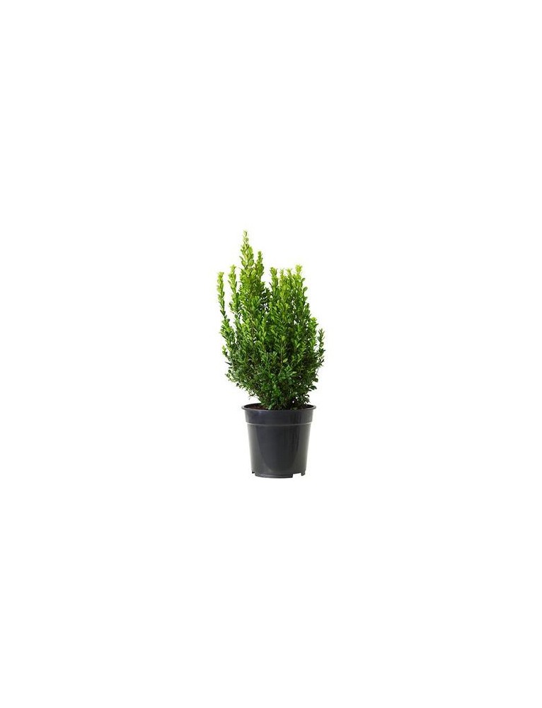 Buxus