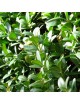 Buxus