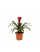 Guzmania
