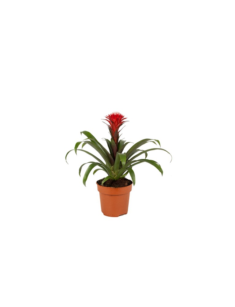 Guzmania