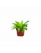 Asplenium