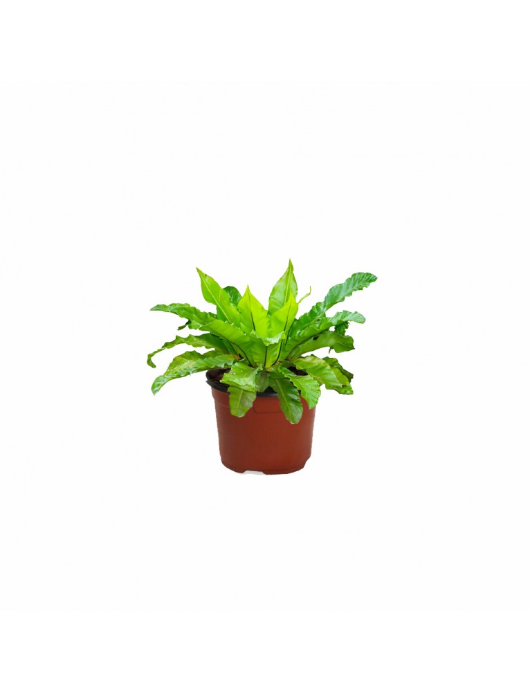 Asplenium