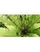 Asplenium